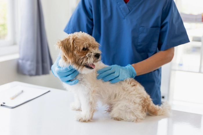 犬を診察する医師