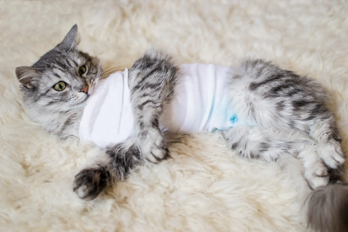 避妊手術後の猫