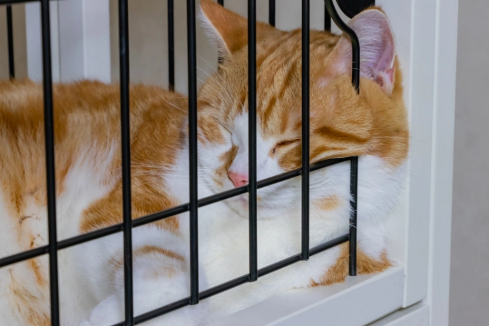 ゲージの中で寝る猫