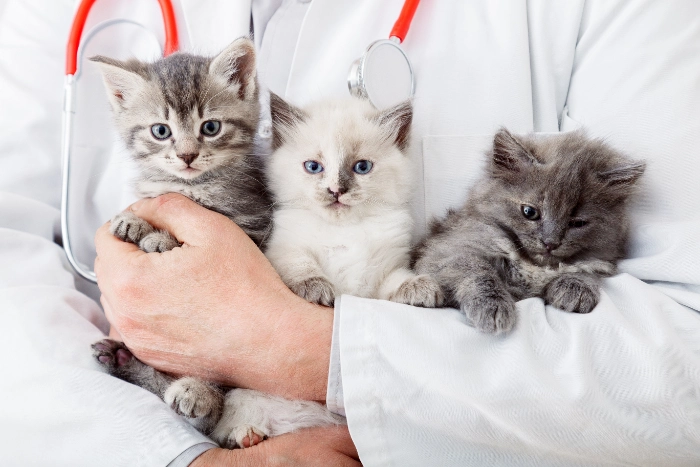 ３匹の猫を抱っこする医師