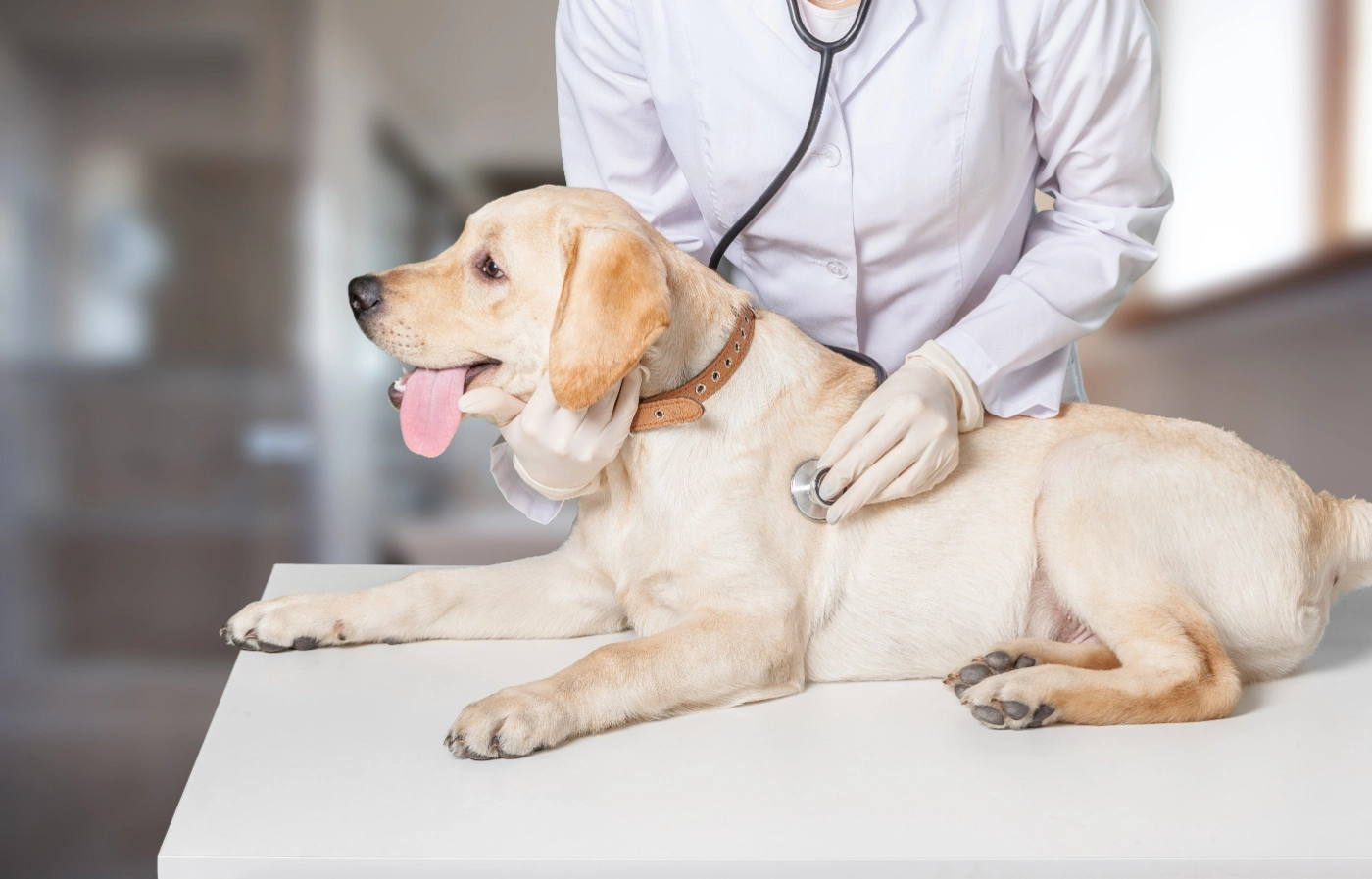 聴診器を犬に当てる医師