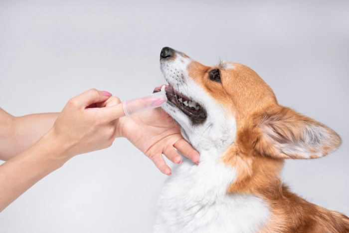犬の歯磨きをする医師
