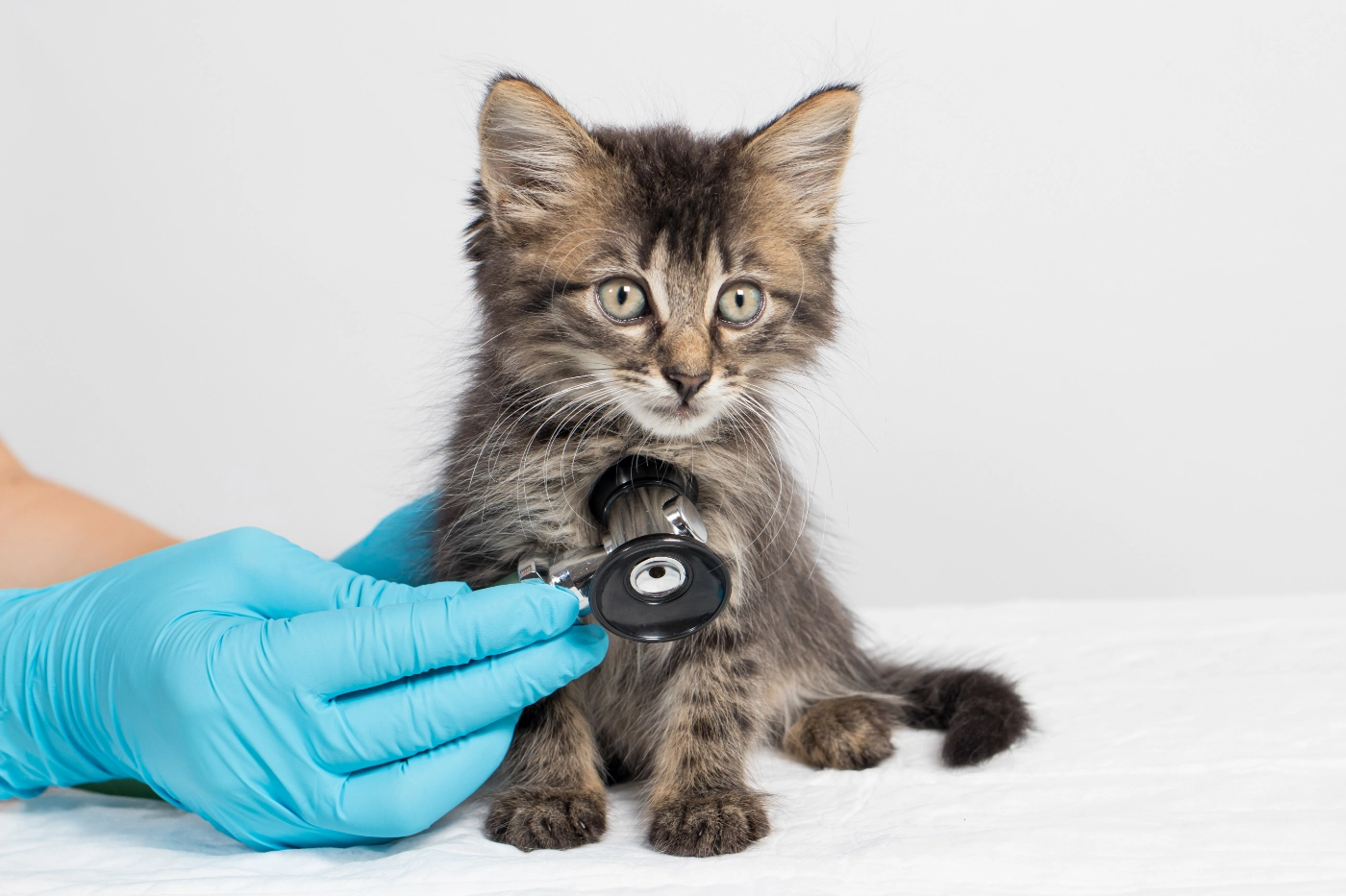 子猫に聴診器を当てる医師