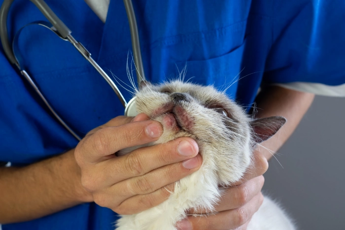 猫の顎を確認する医師
