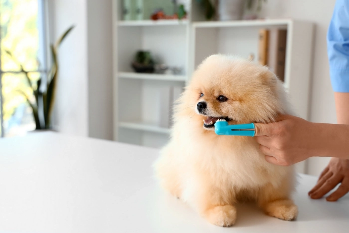 犬に歯磨きをする医師