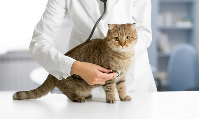 猫に聴診器を当てる医師