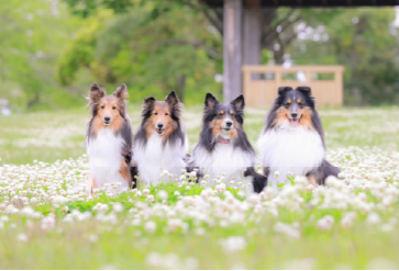 犬4匹が花畑に座っている風景